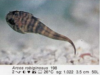 Arcos robiginosus